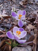 Crocus!