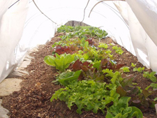 Our lettuce growing under winter hoops 